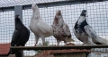 Пазарджишки гълъби , снимка 3
