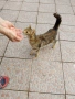 Подарявам две котки, снимка 4