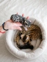 Бенгалски котенца, снимка 7