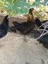 Млади ярки супер харко, снимка 6