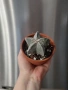Astrophytum myriostigma,, снимка 2