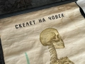 Соц Учебни Медицински Плакати Постери Табла, снимка 3