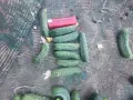 Пресни корнишони, снимка 2