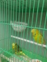 Изложбени папагали , снимка 2