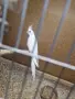 Млади папагали корели , снимка 1