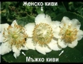 киви златно и хейуърд , снимка 4