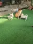 Чихуахуа кученца, снимка 4