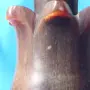 Генералски жезъл, чибук, инсигния., снимка 6