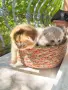 🐾 Чистокръвни котенца Scottish Fold / Scottish Straight – Golden & Silver 🐾, снимка 7