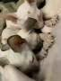 котета канадски Сфинкс , снимка 5