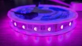 RGBWW Led лента 5 метра SMD5050, снимка 3