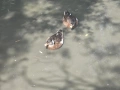 продавам патета call duck, снимка 2