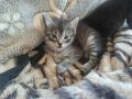 Ангорски котки, снимка 9