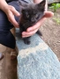 Коте женско, снимка 2