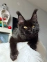 Мейн кун котенца / Мейн куун котенца / Maine coon kittens, снимка 1