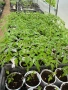 Разсад домати краставици пипер, снимка 1