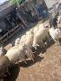Продавам овце и кози, снимка 1