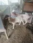 Продавам Англонобийски пръч за разплод , снимка 4