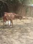 Продавам Англонобийски пръч за разплод , снимка 1