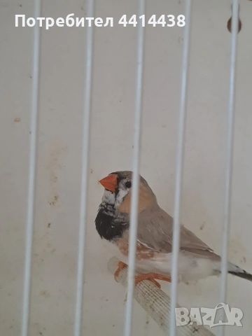 Амадинки джъмбо , снимка 8 - Амадини - 54484954
