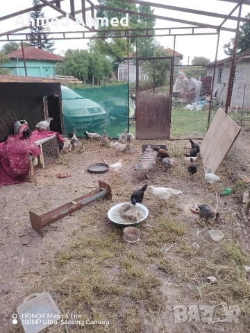 гъшета патета пилета, снимка 2 - други­ - 54740513