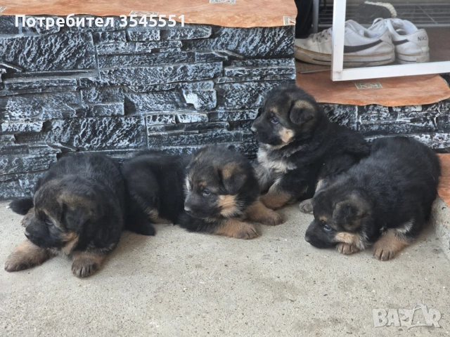 Продават се чисто кръвни Немски овчарка , снимка 2 - Немска овчарка - 54579220