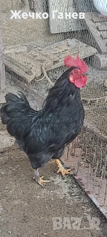 Петлета, снимка 3 - други­ - 53974001