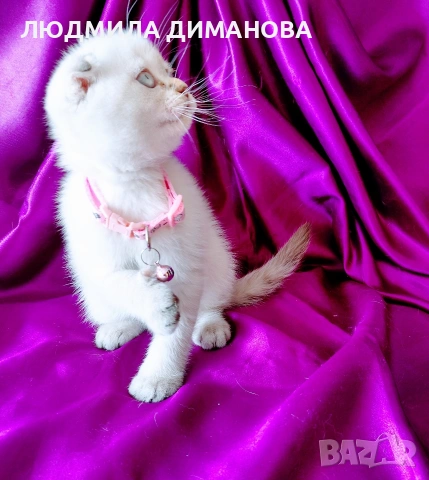 Скоттиш Фолд със сини очи , снимка 3 - Британска късокосместа - 54576395