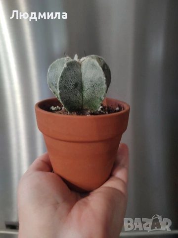 Astrophytum myriostigma,