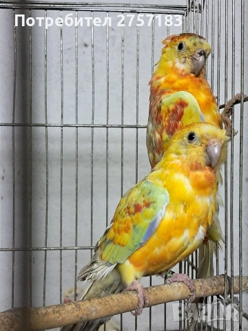 продавам поини папагали 2025 г