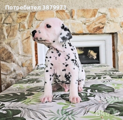 Далматин с родословие мъжки