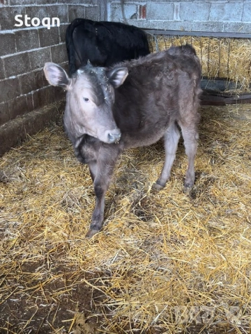 Продавам 4 Телета, снимка 2 - Крави - 54131113