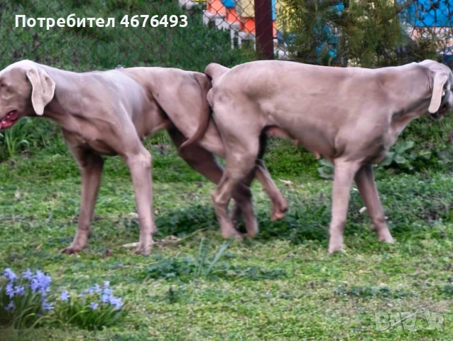 Ваймаранер , снимка 18 - Ваймаранер - 54990543