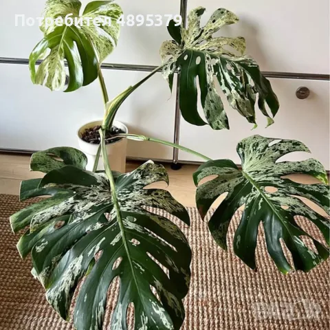 Добре вкоренена "Monstera Bulbasaur Variegata", снимка 5 - Стайни растения - 55395600