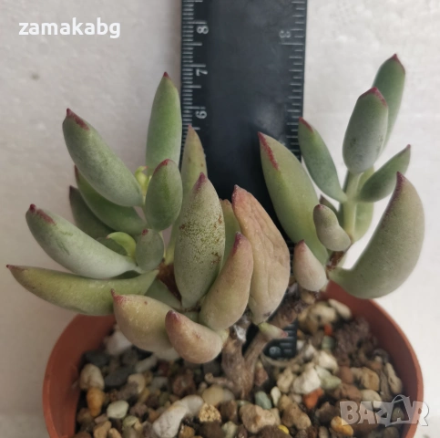 Котиледон (Cotyledon papillaris) сукулент