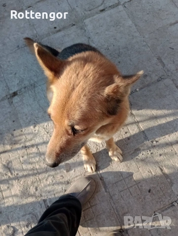 Подарявам, снимка 4 - Немска овчарка - 53982292