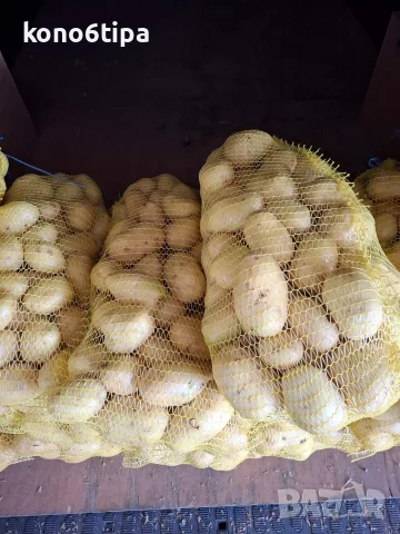 картофи сорт Агата, снимка 4 - Домашни продукти - 55327690
