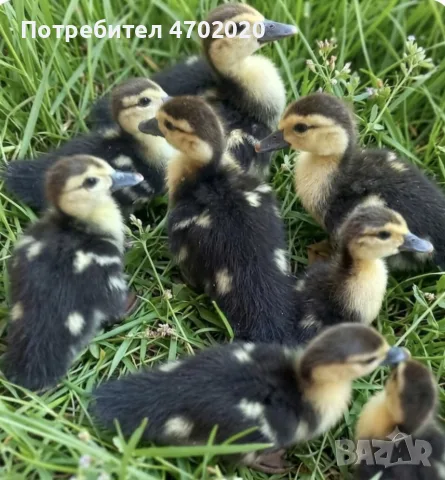 Продавам неми патенца