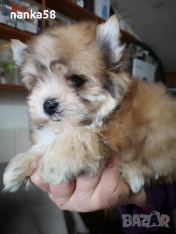 Продавам болонка ,йорки, снимка 4 - Болонка - 54035690