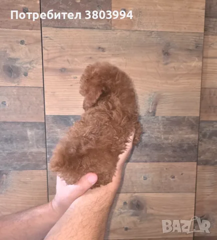 Много дребни червени Той пудели. , снимка 3 - Пудели - 55610329