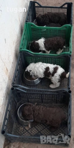 Бебета Лагото Романьоло / Lagotto Romagnolo, снимка 10 - Други - 54303243