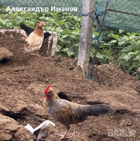 Петле и кокошка
