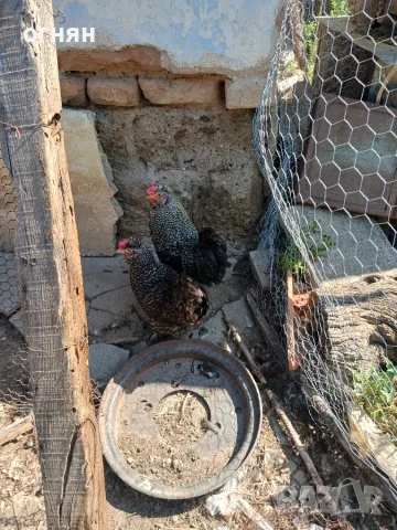 Продавам чифт джинки, снимка 2 - Кокошки и пуйки - 55320671