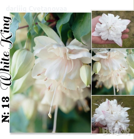 КАСКАДНА ФУКСИЯ ЦАРИЦАТА НА ЦВЕТЯТА , снимка 5 - Градински цветя и растения - 54220317