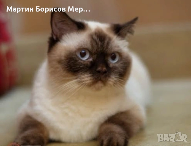 британски късокосмести, снимка 4 - Британска късокосместа - 54685046