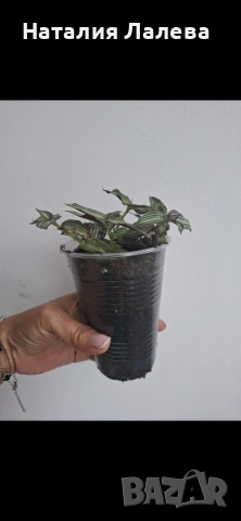 Традесканция, tradescantia Toundra, снимка 3 - Стайни растения - 55232070