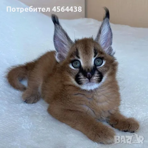 Предлагат се котки от породата сервал, каракал и савана., снимка 3 - Бенгалски - 55504401