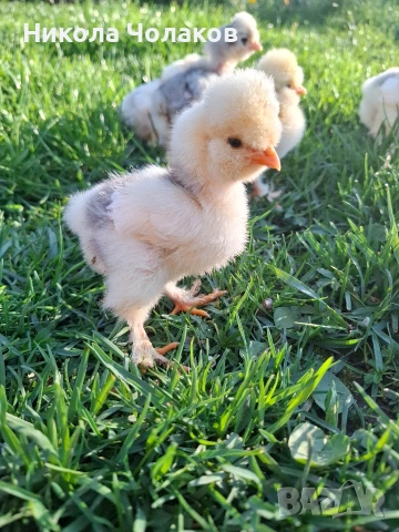 Струмски стандарт пилета 