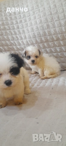 Болонки, снимка 3 - Болонка - 54182666