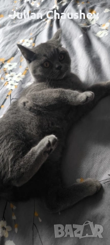 Британска Късокосместа , снимка 3 - Британска късокосместа - 54013010